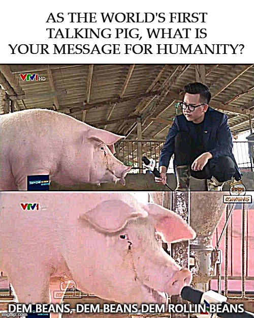 AS THE WORLD'S FIRST TALKING PIG, WHAT IS YOUR MESSAGE FOR HUMANITY? DEM BEANS, DEM BEANS DEM ROLLIN BEANS | image tagged in rollinbeans | made w/ Imgflip meme maker