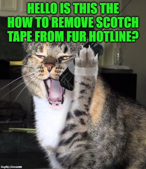 HELLO IS THIS THE HOW TO REMOVE SCOTCH TAPE FROM FUR HOTLINE? | made w/ Imgflip meme maker