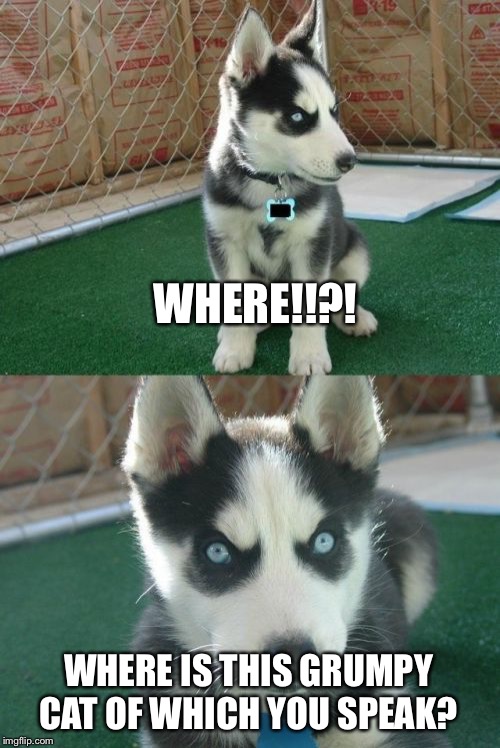 Insanity Puppy | WHERE!!?! WHERE IS THIS GRUMPY CAT OF WHICH YOU SPEAK? | image tagged in memes,insanity puppy | made w/ Imgflip meme maker
