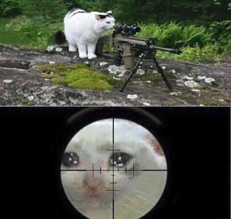 High Quality Sniper cat aim crying cat Blank Meme Template