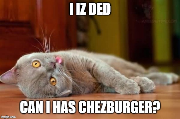 Dead cat | I IZ DED; CAN I HAS CHEZBURGER? | image tagged in dead cat | made w/ Imgflip meme maker