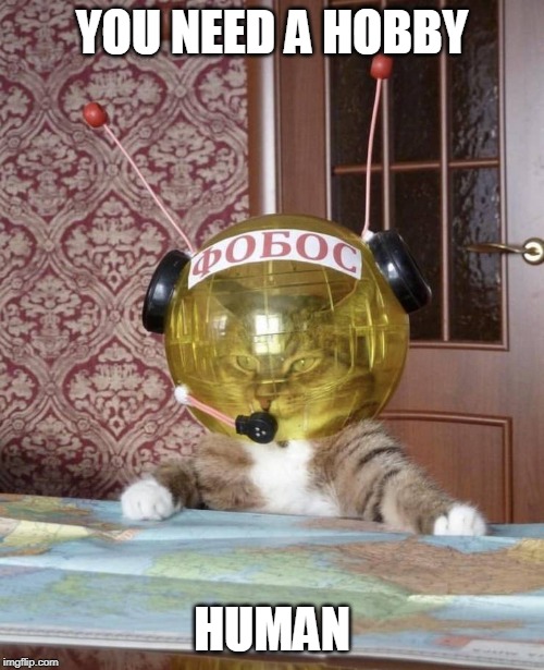 YOU NEED A HOBBY; HUMAN | image tagged in cats,funny cats | made w/ Imgflip meme maker