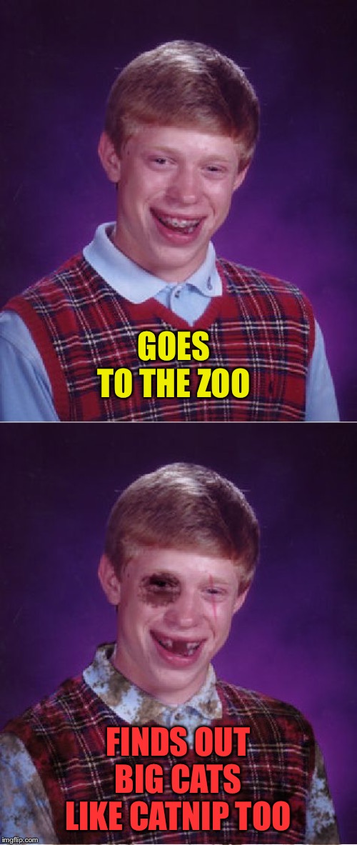 GOES TO THE ZOO FINDS OUT BIG CATS LIKE CATNIP TOO | image tagged in memes,bad luck brian,beat-up bad luck brian | made w/ Imgflip meme maker