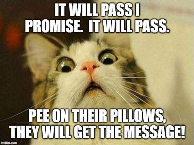 Scared Cat Meme | IT WILL PASS I PROMISE.  IT WILL PASS. PEE ON THEIR PILLOWS, THEY WILL GET THE MESSAGE! | image tagged in memes,scared cat | made w/ Imgflip meme maker