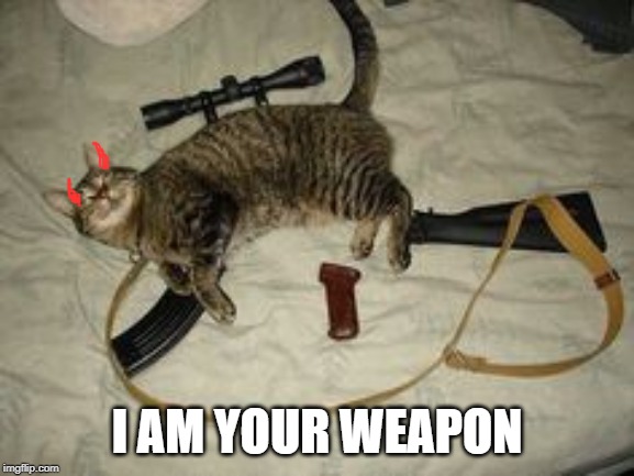 Cat Gun | I AM YOUR WEAPON | image tagged in cat gun | made w/ Imgflip meme maker