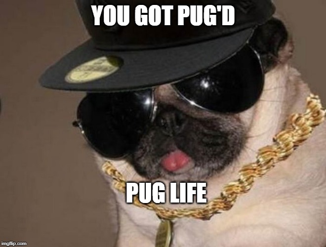 Gangster Pug | YOU GOT PUG'D; PUG LIFE | image tagged in gangster pug | made w/ Imgflip meme maker