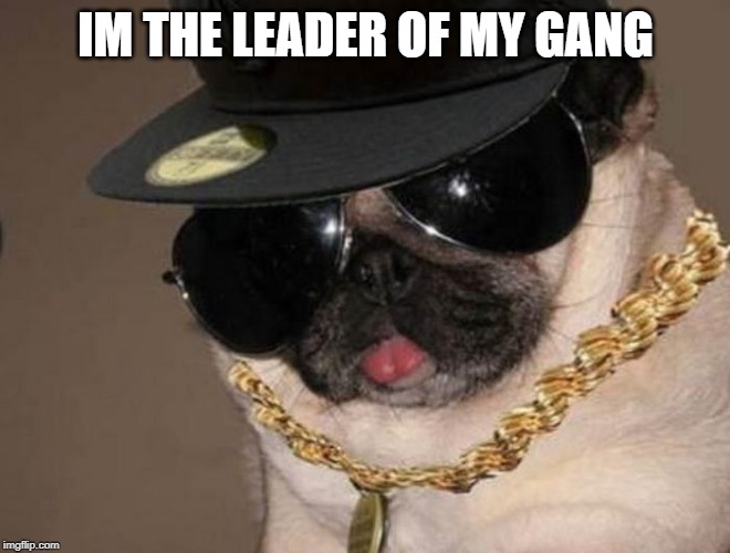 Gangster Pug | IM THE LEADER OF MY GANG | image tagged in gangster pug | made w/ Imgflip meme maker