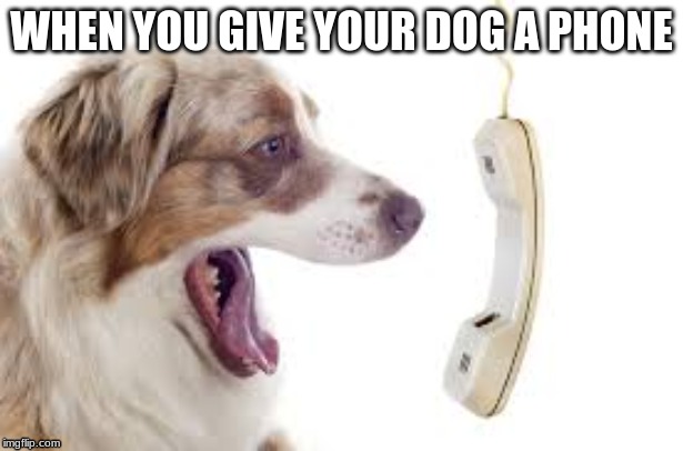 WHEN YOU GIVE YOUR DOG A PHONE | image tagged in dog with phone | made w/ Imgflip meme maker