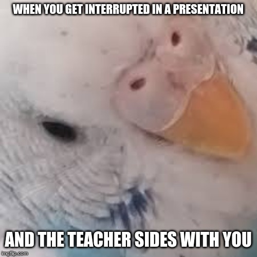 Did I ask Budgie | WHEN YOU GET INTERRUPTED IN A PRESENTATION; AND THE TEACHER SIDES WITH YOU | image tagged in did i ask budgie | made w/ Imgflip meme maker