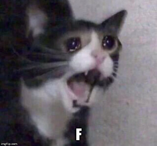 Crying Cat | F | image tagged in crying cat | made w/ Imgflip meme maker