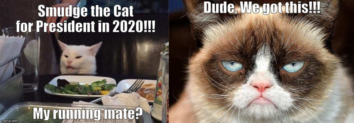 Dude, We got this!!! Smudge the Cat for President in 2020!!! My running mate? | image tagged in memes,grumpy cat not amused,salad cat | made w/ Imgflip meme maker