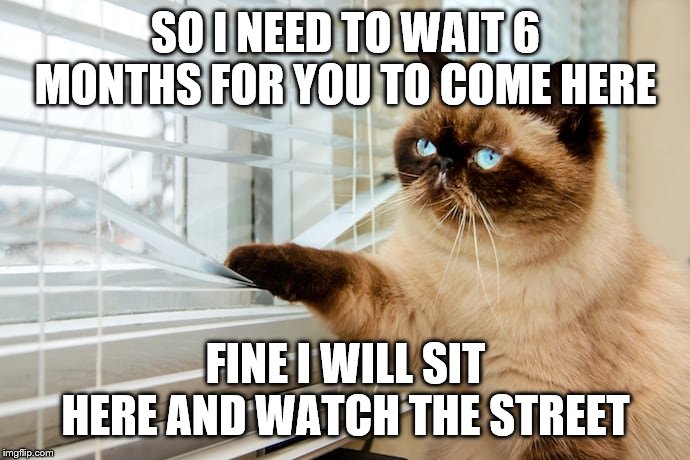 watching and waiting | SO I NEED TO WAIT 6 MONTHS FOR YOU TO COME HERE; FINE I WILL SIT HERE AND WATCH THE STREET | image tagged in sad cat | made w/ Imgflip meme maker
