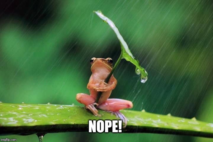 Frog with umbrella | NOPE! | image tagged in frog with umbrella | made w/ Imgflip meme maker