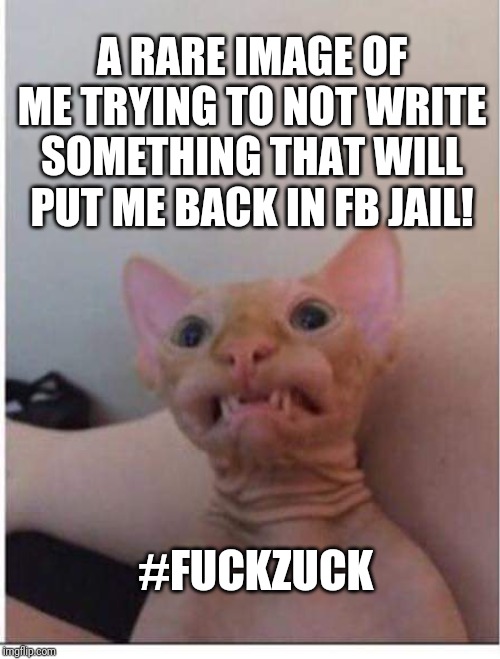 Facebook Jail | A RARE IMAGE OF ME TRYING TO NOT WRITE SOMETHING THAT WILL PUT ME BACK IN FB JAIL! #FUCKZUCK | image tagged in cats,jail,zuckerberg | made w/ Imgflip meme maker