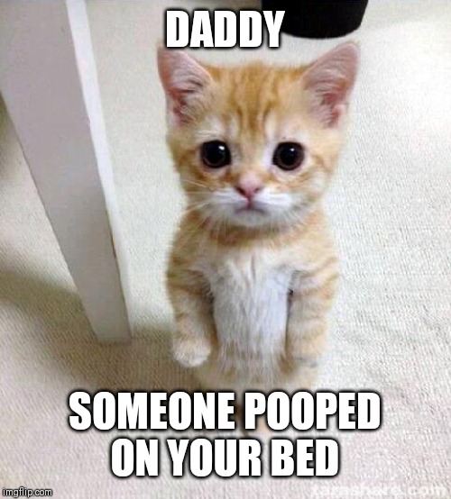 Cute Cat Meme | DADDY; SOMEONE POOPED ON YOUR BED | image tagged in memes,cute cat | made w/ Imgflip meme maker