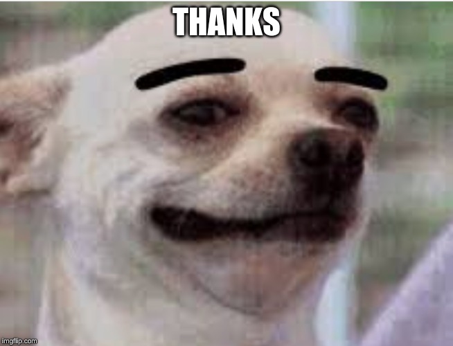 Thick eyebrows dog | THANKS | image tagged in thick eyebrows dog | made w/ Imgflip meme maker