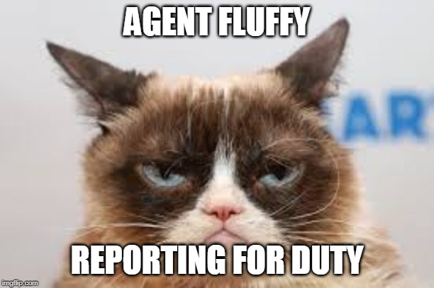 agent | AGENT FLUFFY; REPORTING FOR DUTY | image tagged in salute | made w/ Imgflip meme maker