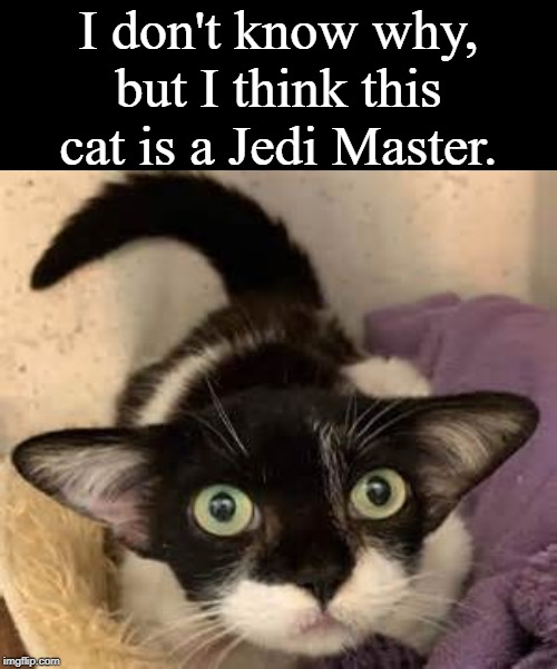 Strong With The Fur, He Is | I don't know why, but I think this cat is a Jedi Master. | image tagged in star wars yoda,yoda,star wars,jedi master yoda,memes | made w/ Imgflip meme maker