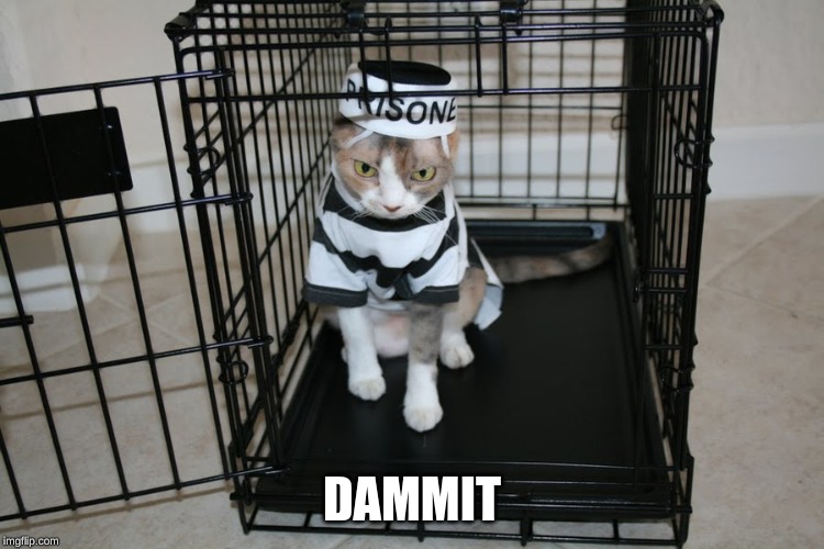 Prison Cat | DAMMIT | image tagged in prison cat | made w/ Imgflip meme maker
