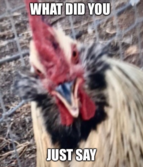 WHAT DID YOU; JUST SAY | image tagged in funny memes | made w/ Imgflip meme maker