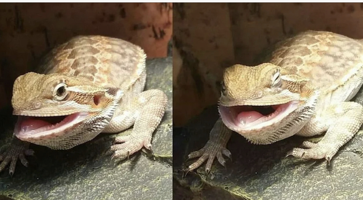 High Quality Butter the bearded dragon Blank Meme Template