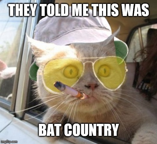 Fear And Loathing Cat | THEY TOLD ME THIS WAS; BAT COUNTRY | image tagged in memes,fear and loathing cat | made w/ Imgflip meme maker