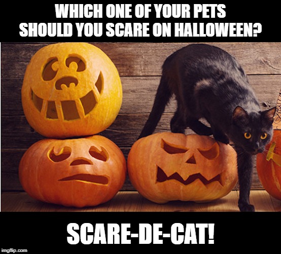 scare -de-cat | WHICH ONE OF YOUR PETS SHOULD YOU SCARE ON HALLOWEEN? SCARE-DE-CAT! | image tagged in cats | made w/ Imgflip meme maker