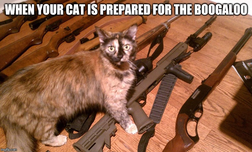 Kitty | WHEN YOUR CAT IS PREPARED FOR THE BOOGALOO | image tagged in kitty,kitty cat | made w/ Imgflip meme maker