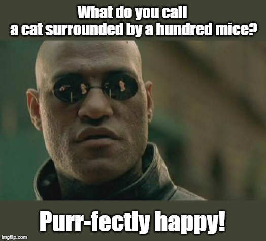 Matrix Morpheus Meme | What do you call 
a cat surrounded by a hundred mice? Purr-fectly happy! | image tagged in memes,matrix morpheus | made w/ Imgflip meme maker