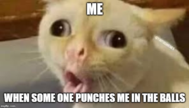 cat gets punched in the balls | ME; WHEN SOME ONE PUNCHES ME IN THE BALLS | image tagged in cat gets punched in the balls | made w/ Imgflip meme maker