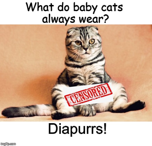 Baby cat | What do baby cats 
always wear? Diapurrs! | image tagged in cat | made w/ Imgflip meme maker