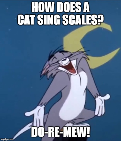 cat scales | HOW DOES A CAT SING SCALES? DO-RE-MEW! | image tagged in cats | made w/ Imgflip meme maker