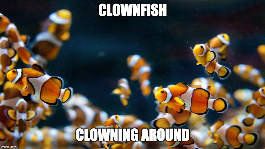 fish clowning around | CLOWNFISH; CLOWNING AROUND | image tagged in fish | made w/ Imgflip meme maker