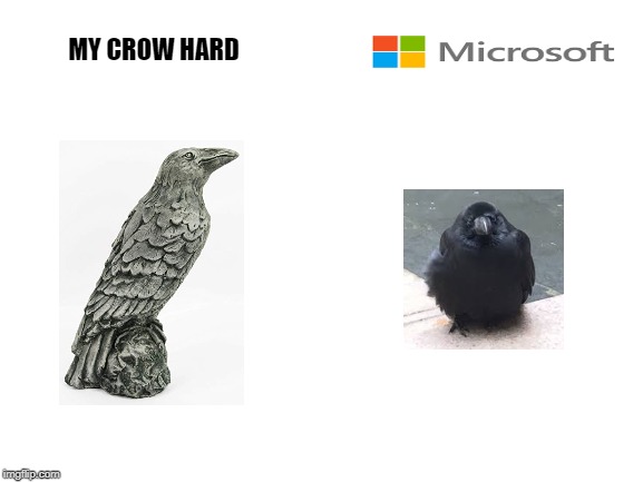 Blank White Template | MY CROW HARD | image tagged in blank white template | made w/ Imgflip meme maker