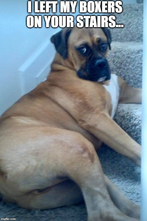 sexy dog | I LEFT MY BOXERS ON YOUR STAIRS... | image tagged in sexy,dog,boxer,stairs | made w/ Imgflip meme maker