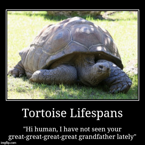 Tortoise, the animal that literally has all the time in the world. | image tagged in funny,demotivationals | made w/ Imgflip demotivational maker