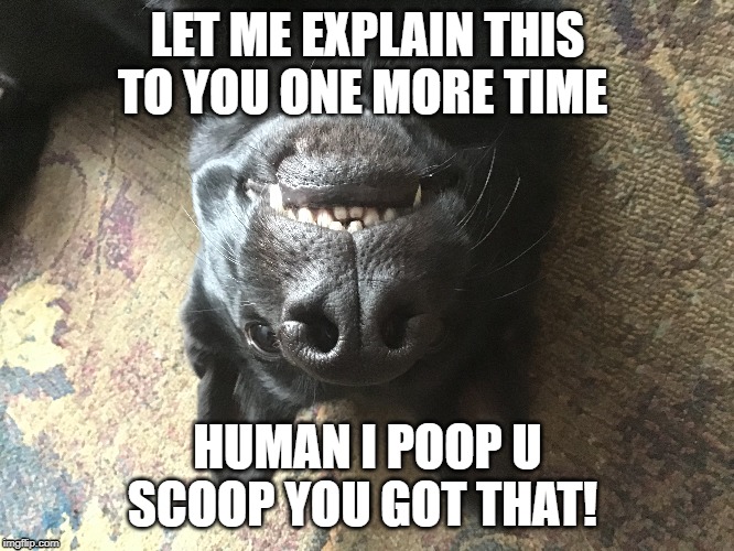 i poop you scoop | LET ME EXPLAIN THIS TO YOU ONE MORE TIME; HUMAN I POOP U SCOOP YOU GOT THAT! | image tagged in dog | made w/ Imgflip meme maker