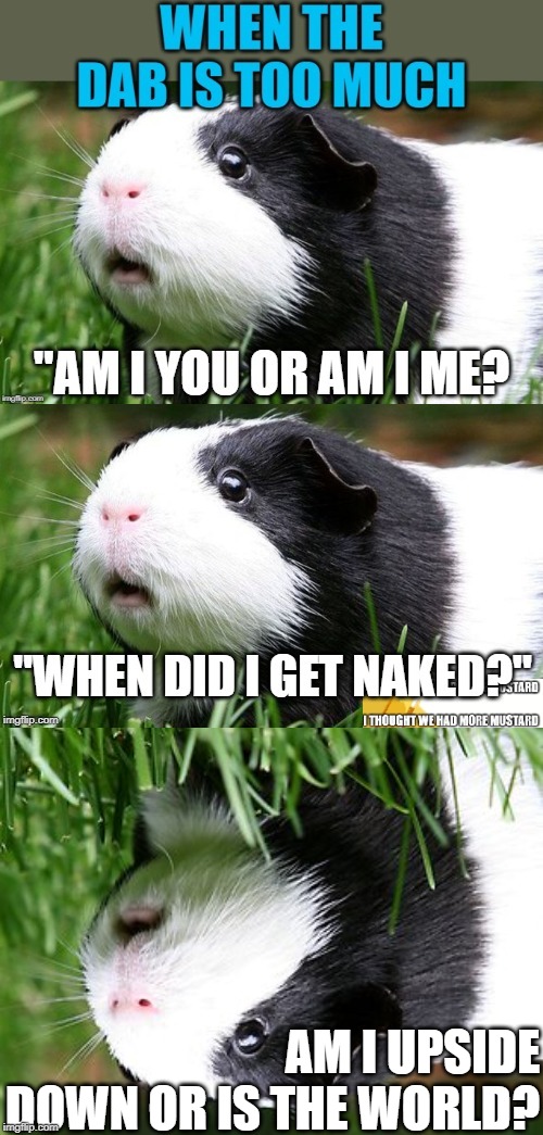 Dab Too Much | AM I UPSIDE DOWN OR IS THE WORLD? | image tagged in guinea pig | made w/ Imgflip meme maker