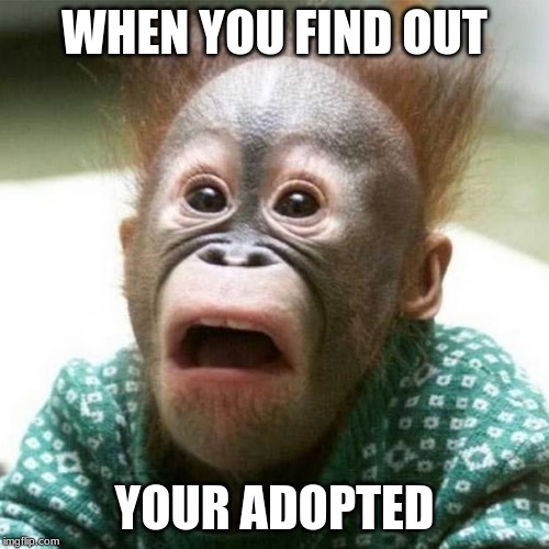 Shocked Monkey | WHEN YOU FIND OUT; YOUR ADOPTED | image tagged in shocked monkey | made w/ Imgflip meme maker