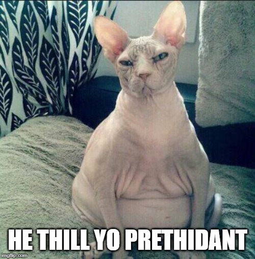 Fat Hairless Cat Sitting | HE THILL YO PRETHIDANT | image tagged in fat hairless cat sitting | made w/ Imgflip meme maker