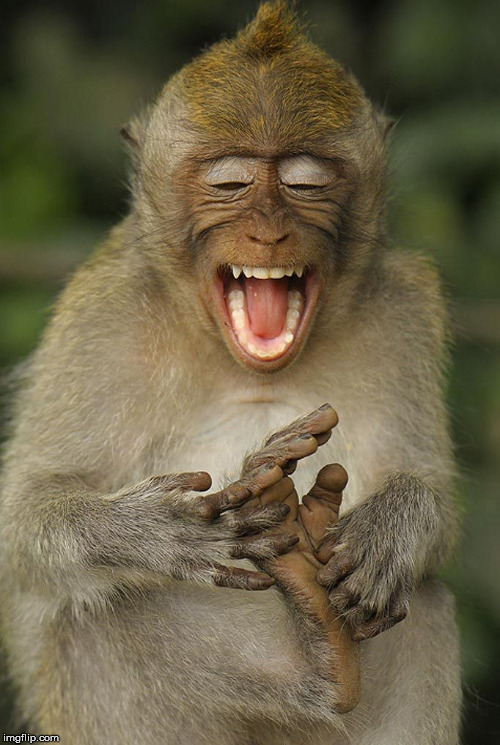 laughing monkey | image tagged in laughing monkey | made w/ Imgflip meme maker