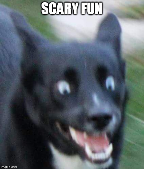 Scared Doggo | SCARY FUN | image tagged in scared doggo | made w/ Imgflip meme maker