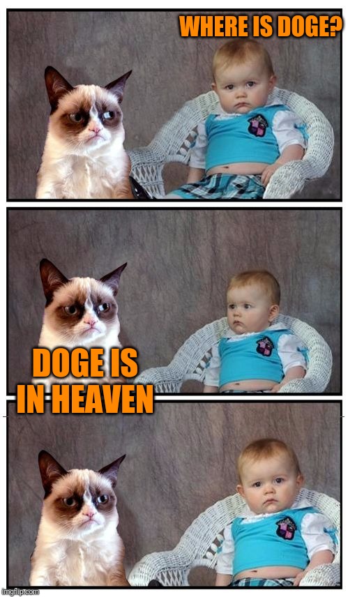 Dad Joke Cat | WHERE IS DOGE? DOGE IS IN HEAVEN | image tagged in dad joke cat | made w/ Imgflip meme maker