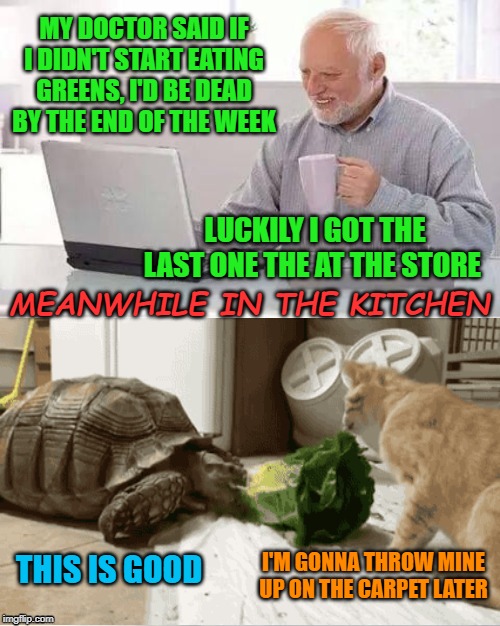 Critical Diet | MY DOCTOR SAID IF I DIDN'T START EATING GREENS, I'D BE DEAD BY THE END OF THE WEEK; LUCKILY I GOT THE LAST ONE THE AT THE STORE; MEANWHILE IN THE KITCHEN; I'M GONNA THROW MINE UP ON THE CARPET LATER; THIS IS GOOD | image tagged in funny memes,hide the pain harold,cat,tortoise,lettuce | made w/ Imgflip meme maker