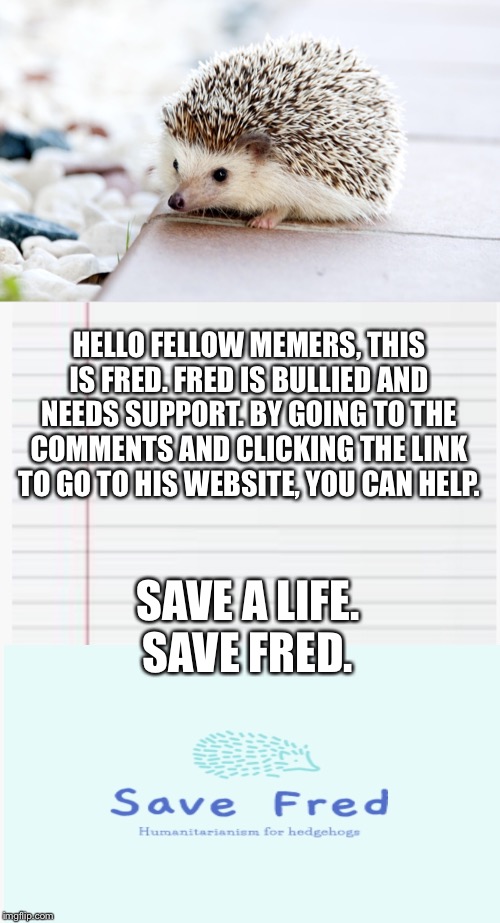 Please support this bullied hedgehog. ? | HELLO FELLOW MEMERS, THIS IS FRED. FRED IS BULLIED AND NEEDS SUPPORT. BY GOING TO THE COMMENTS AND CLICKING THE LINK TO GO TO HIS WEBSITE, YOU CAN HELP. SAVE A LIFE.
SAVE FRED. | image tagged in hedgehog,save,help,thank you | made w/ Imgflip meme maker