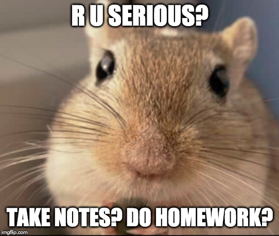 Gerbil3 homework notes | R U SERIOUS? TAKE NOTES? DO HOMEWORK? | image tagged in gerbil3 homework notes | made w/ Imgflip meme maker