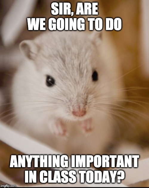 Gerbil4 anything important fb Blank Meme Template