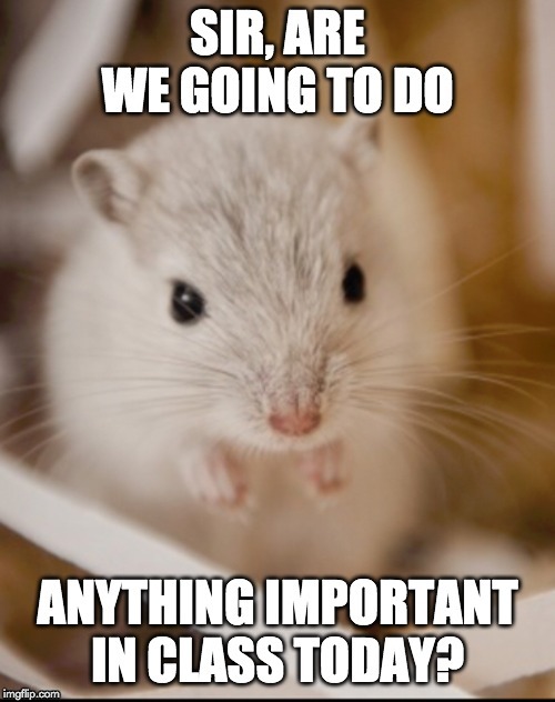 Gerbil4 anything important fb | image tagged in gerbil4 anything important fb | made w/ Imgflip meme maker