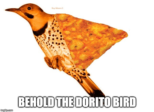 Dorito Bird | BEHOLD THE DORITO BIRD | image tagged in dorito bird | made w/ Imgflip meme maker