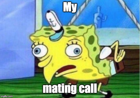 Mocking Spongebob | My; mating call | image tagged in memes,mocking spongebob | made w/ Imgflip meme maker